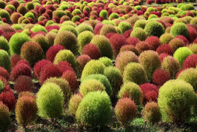 Kochia Scoparia