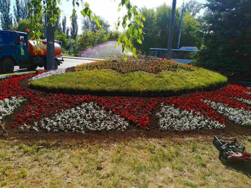Кохия летний Кипарис в саду