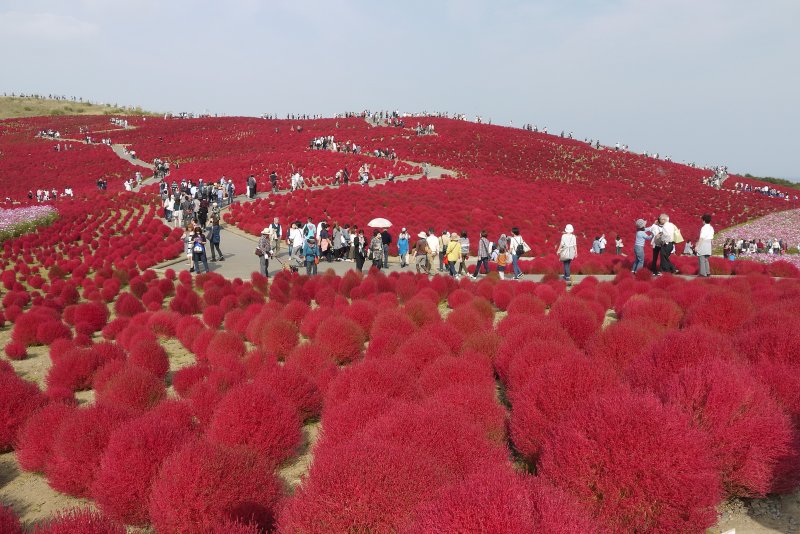 Кохия Кипарис
