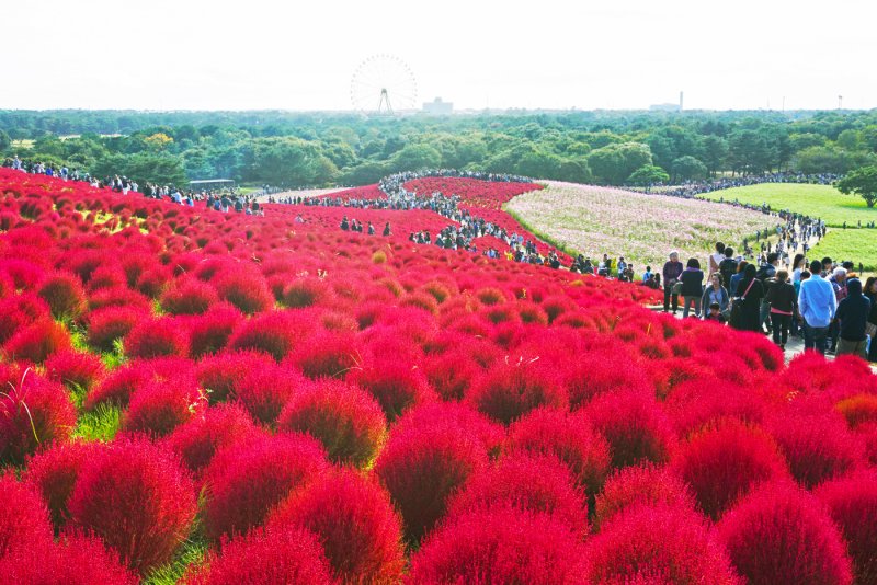 Кохия пламя осенью