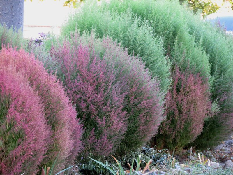 Кохия летний Кипарис