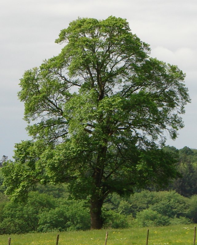 Вяз малый (Ulmus Minor)