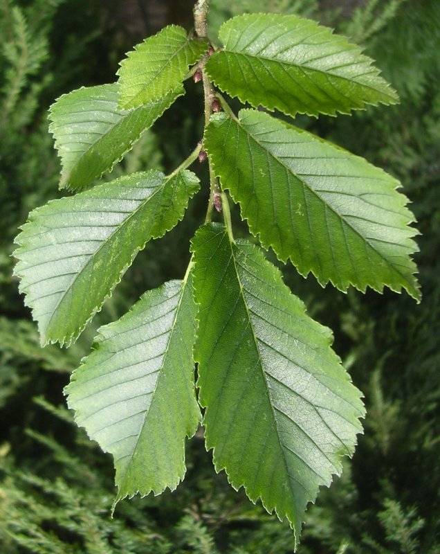 Вяз малый (Ulmus Minor)