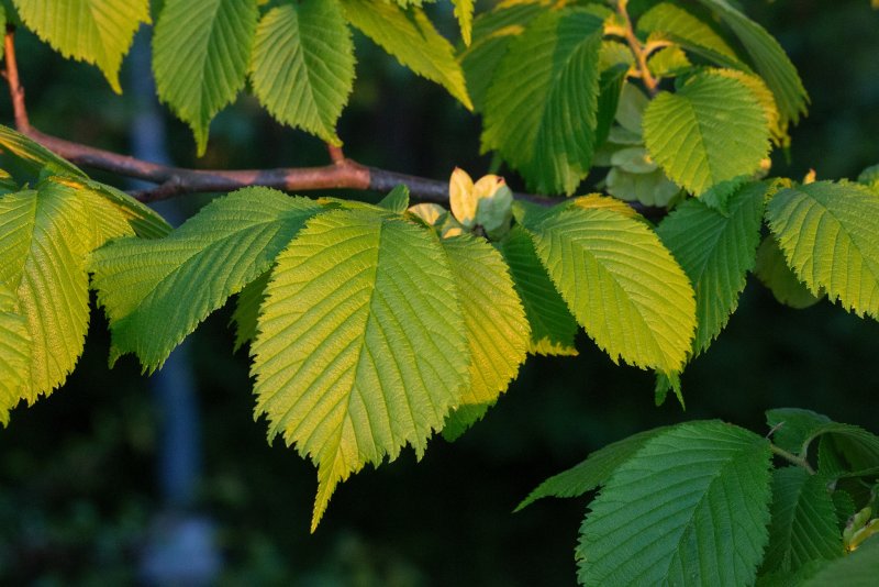 Вяз Ulmus