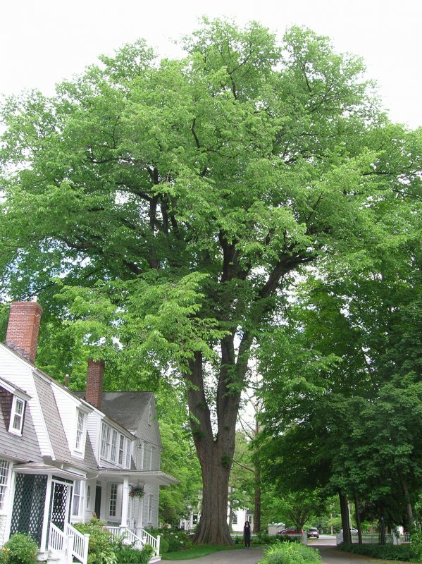 Ulmus Americana