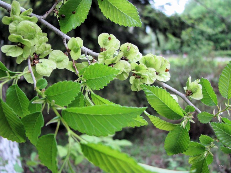 Вяз обыкновенный Ulmus laevis