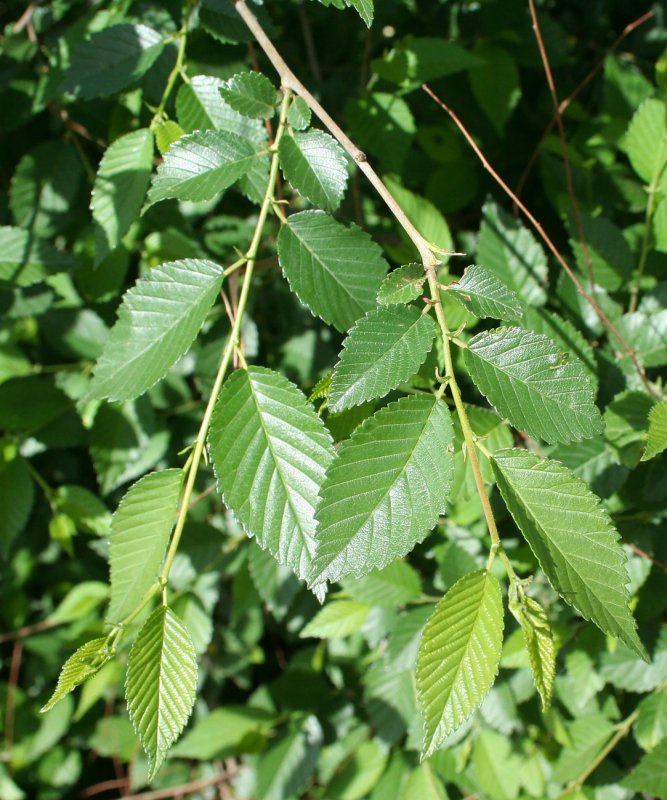 Вяз приземистый Ulmus pumila