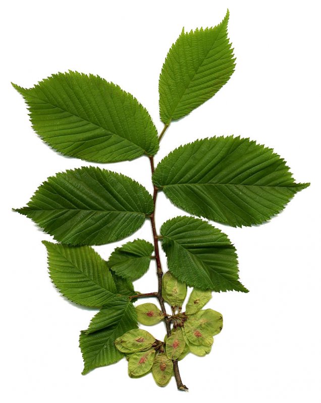 Вяз гладкий (Ulmus laevis)