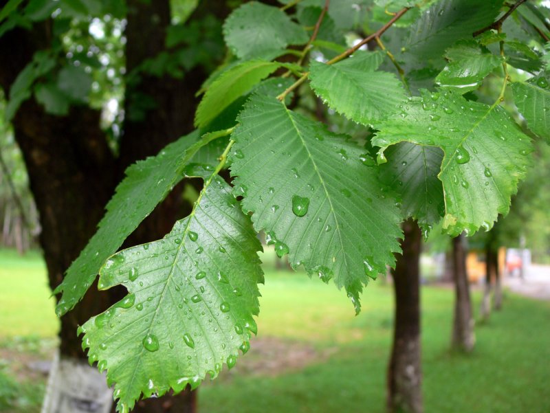 Вяз гладкий (Ulmus laevis)