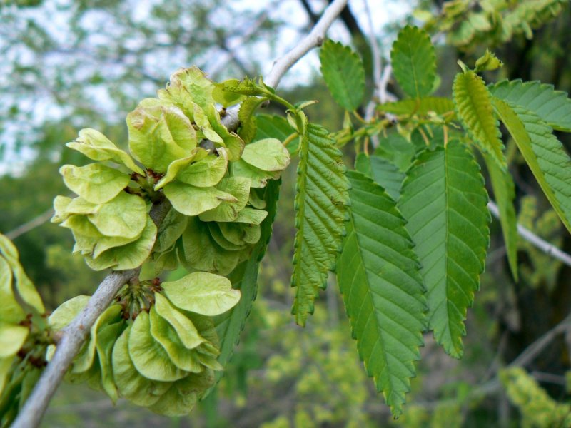 Вяз приземистый Ulmus pumila