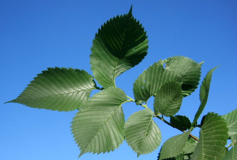 Вяз обыкновенный Ulmus laevis