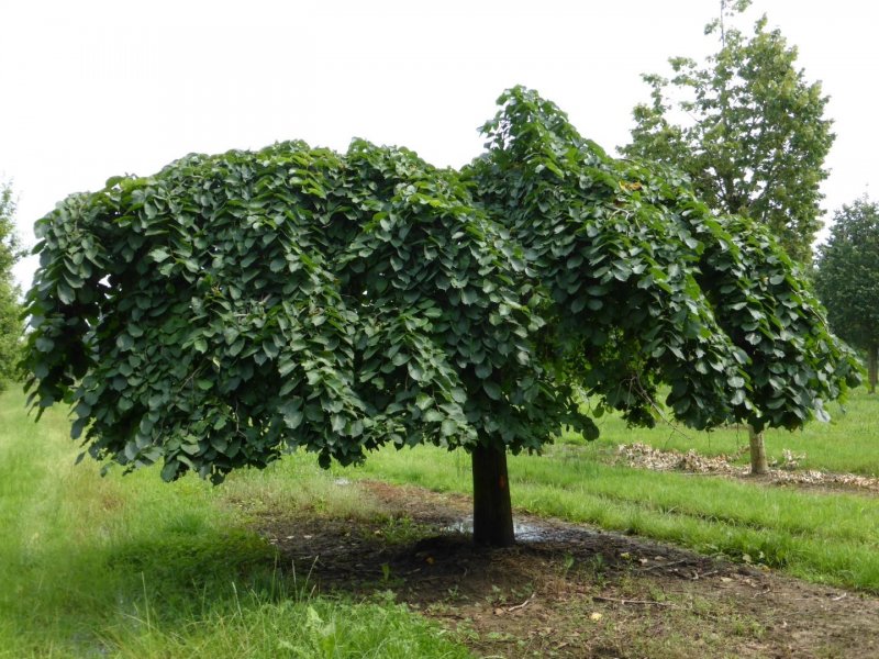 Вяз шершавый (Ulmus glabra)
