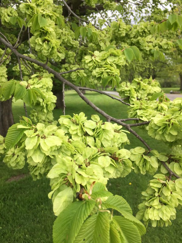 Вяз граболистный (Ulmus suberosa)
