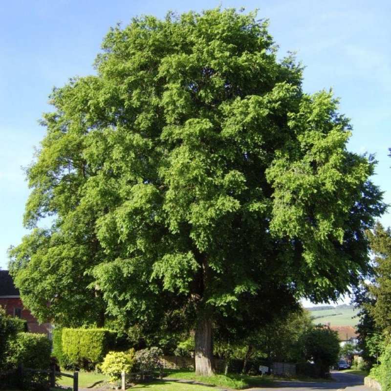 Вяз гладкий (Ulmus laevis)