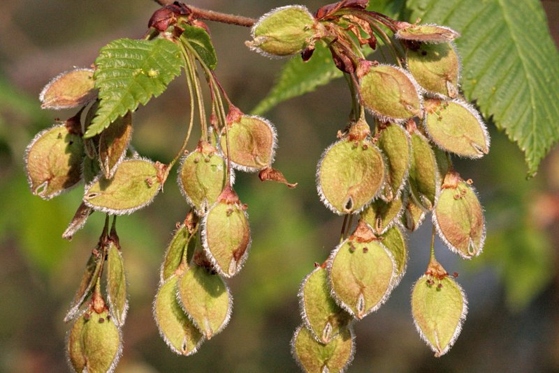 Вяз гладкий (Ulmus laevis)