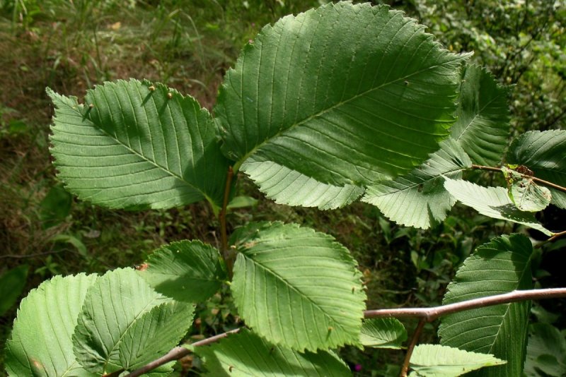 Вяз обыкновенный Ulmus laevis