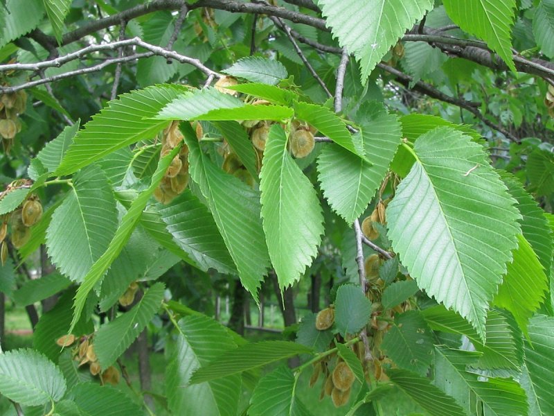 Вяз приземистый Ulmus pumila