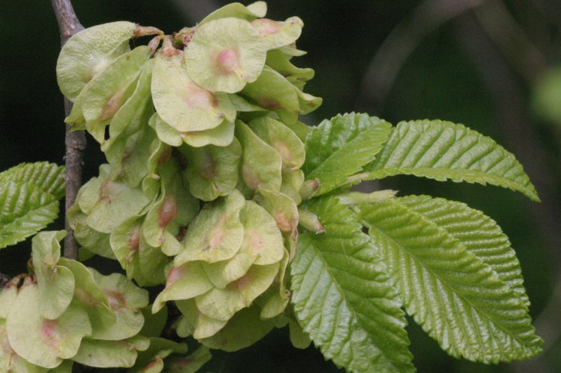 Вяз граболистный (Ulmus suberosa)