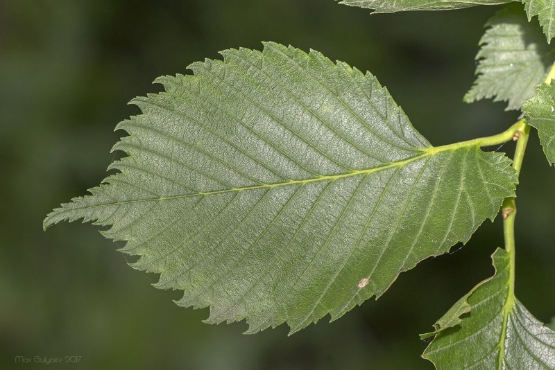 Вяз обыкновенный Ulmus laevis