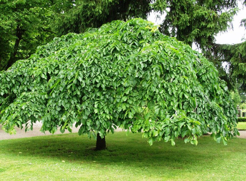 Вяз приземистый Ulmus pumila
