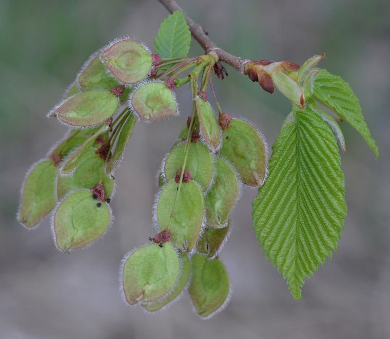 Вяз гладкий (Ulmus laevis)