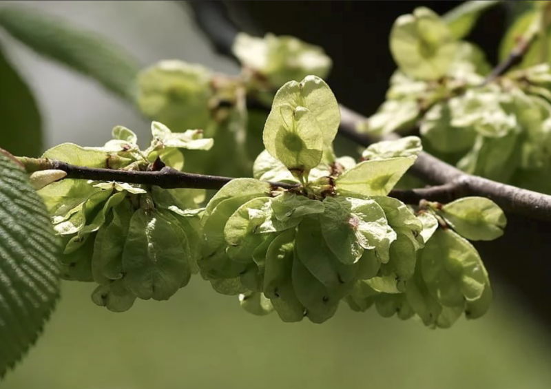 Вяз шершавый (Ulmus glabra)