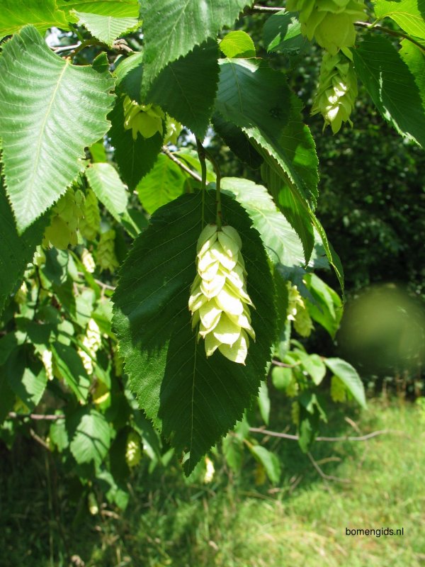Вяз малый (Ulmus Minor)