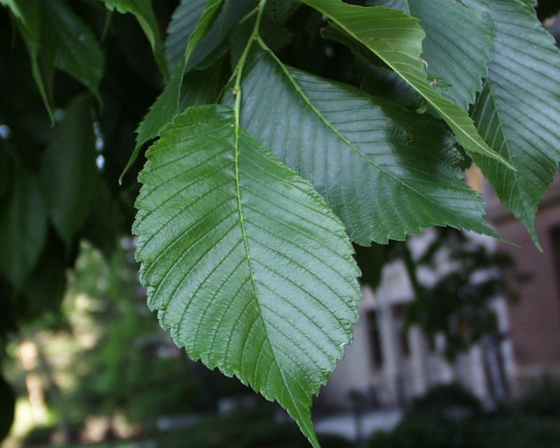 Вяз американский (Ulmus Americana