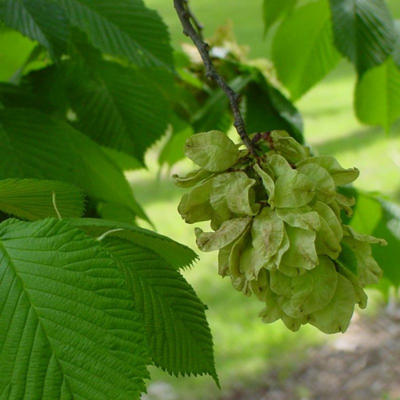 Вяз шершавый (Ulmus glabra)
