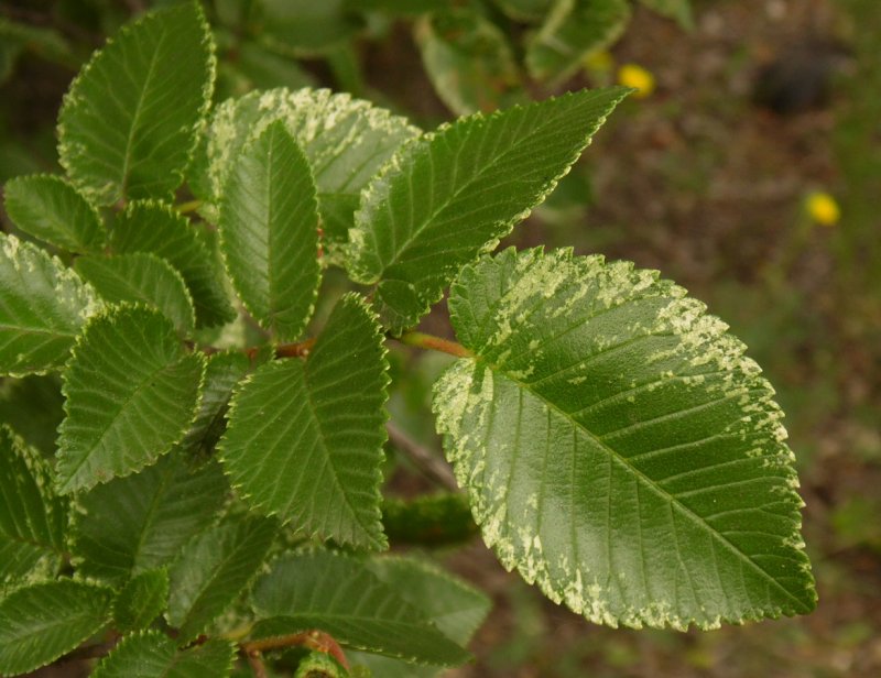 Вяз граболистный (Ulmus suberosa)