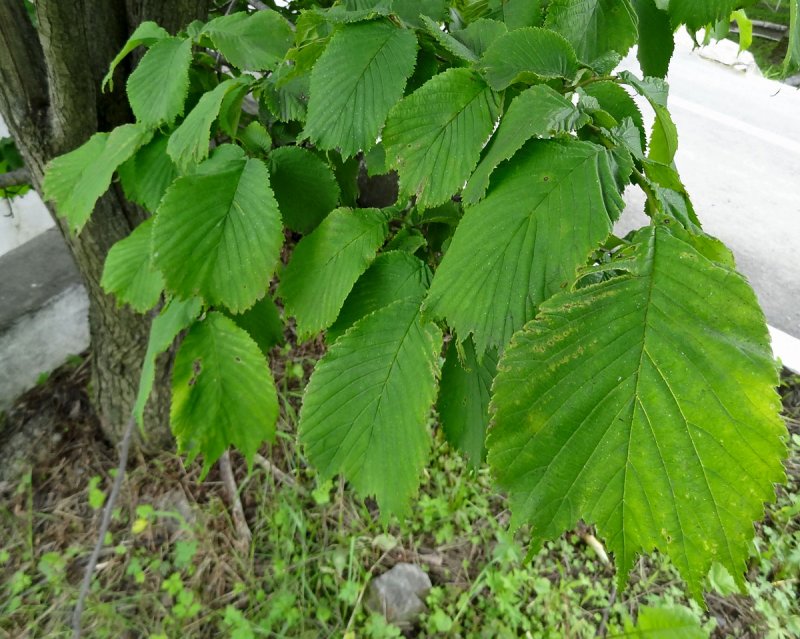 Ильм лопастный (Ulmus laciniata)