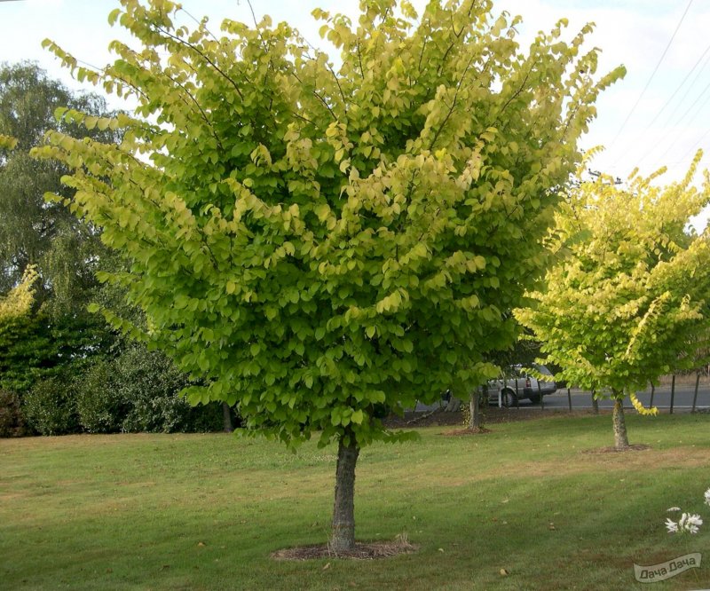 Вяз "Додоенс" Ulmus "Dodoens"