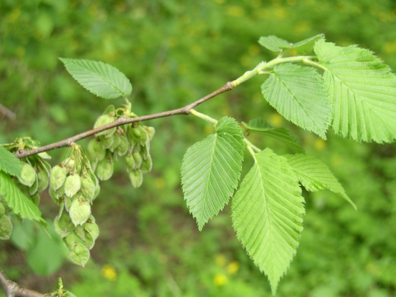 Вяз малый (Ulmus Minor)