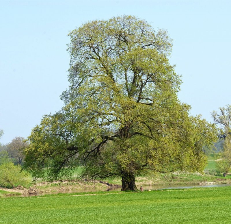 Вяз гладкий (Ulmus laevis)