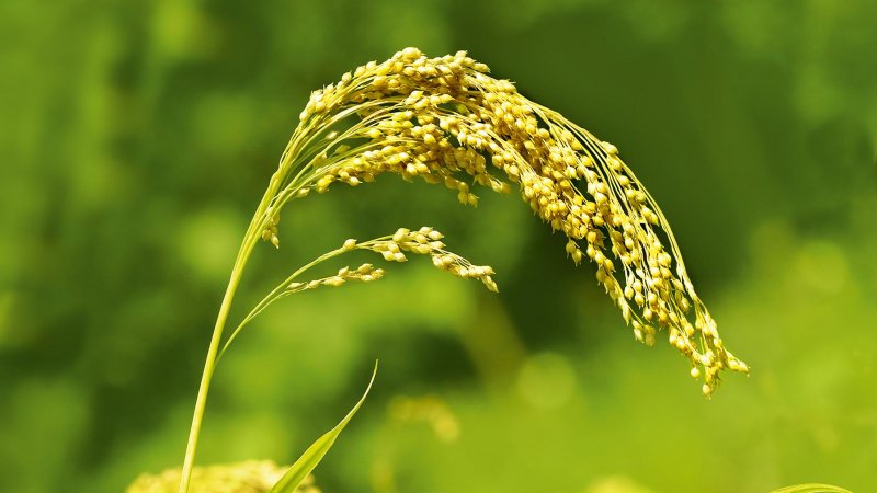 Просо Обыкновенное