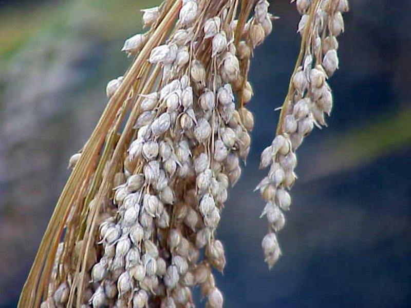 Panicum miliaceum