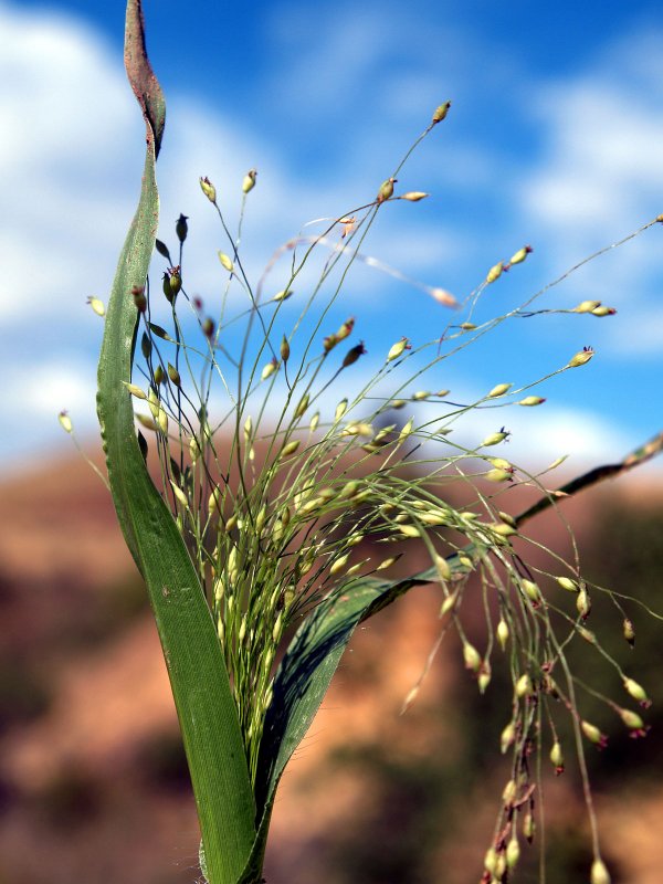 Просо волосовидное – Panicum capillare