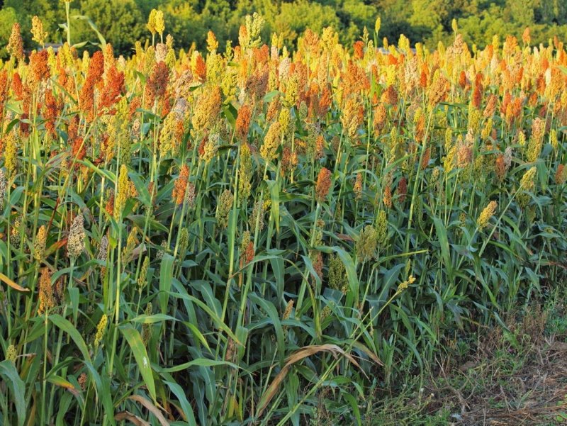 Sorghum vulgare