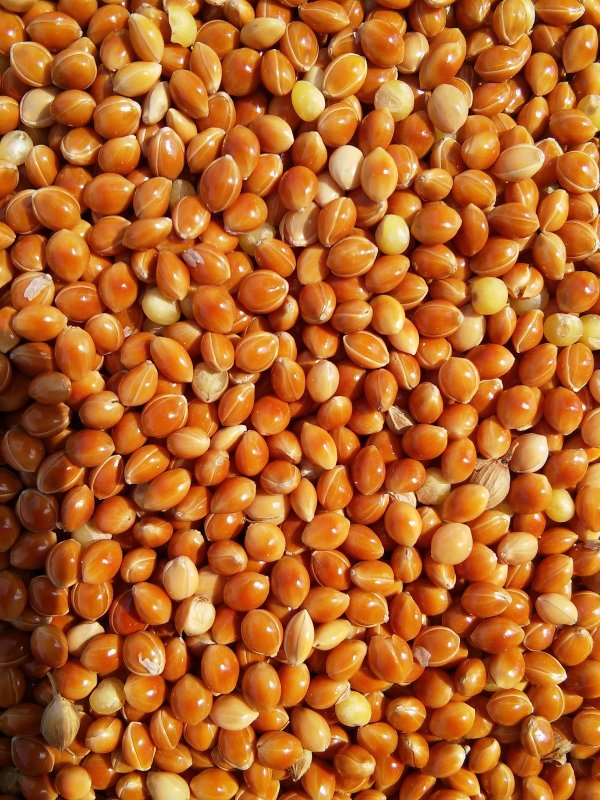 Зерновая культура просо крупа