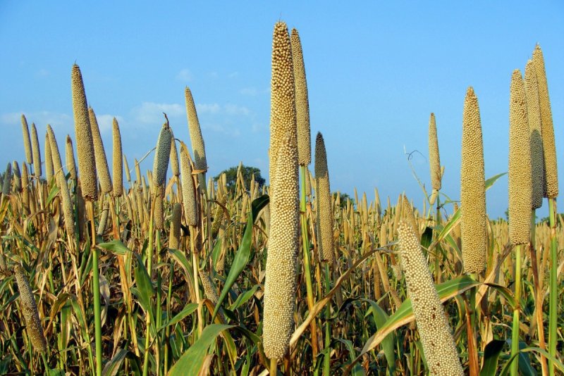 Pennisetum glaucum