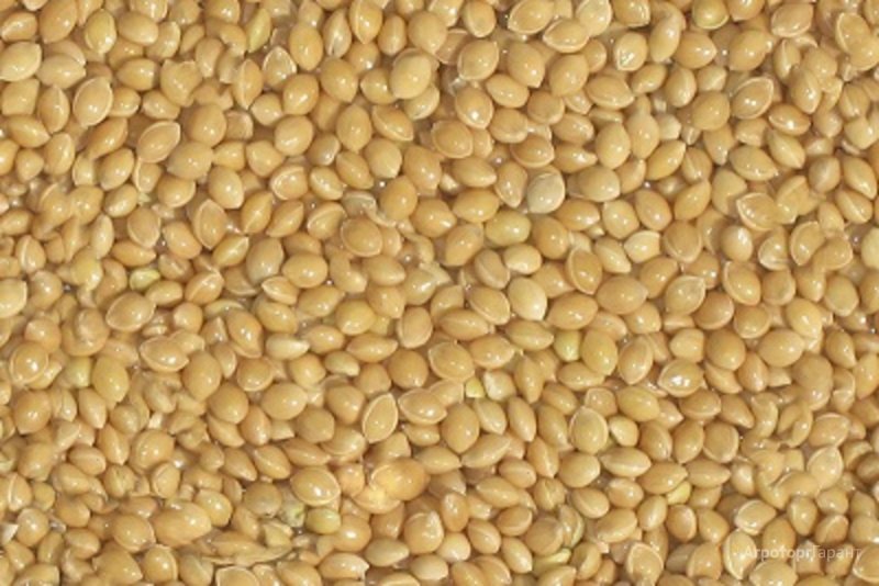 Просо Panicum Nosferatu