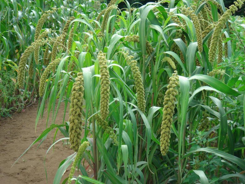 Просо прутьевидное ( Panicum virgatum 'Heavy Metal')