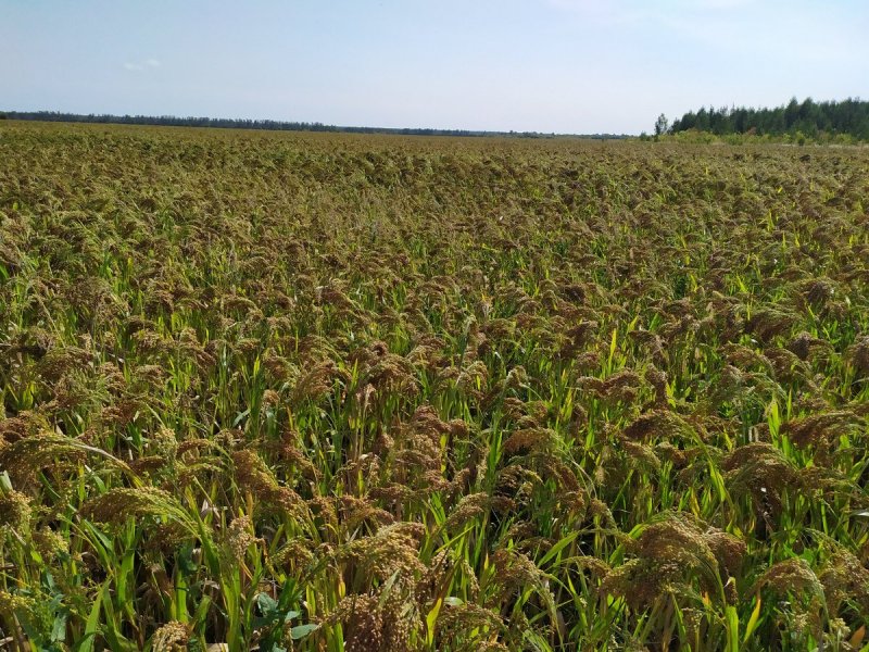 Зерновая культура просо крупа