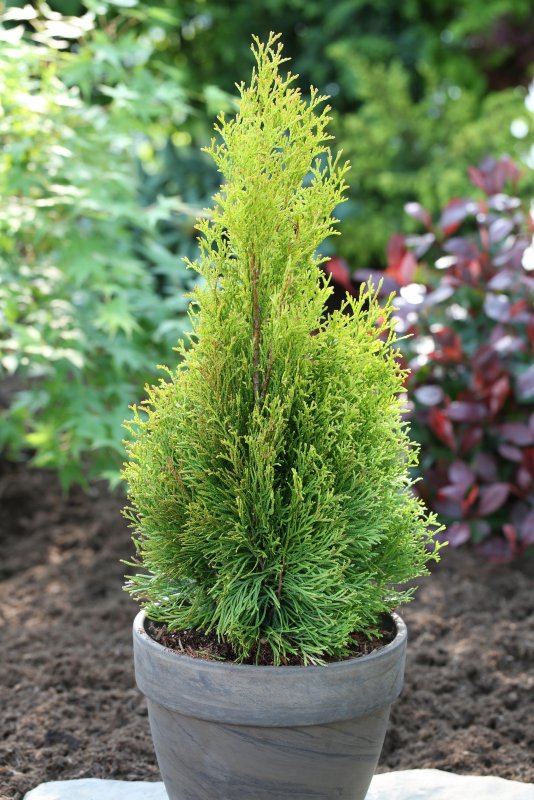Туя Западная Смарагд variegata