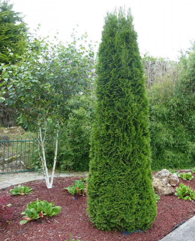 Туя Западная (Thuja occidentalis)