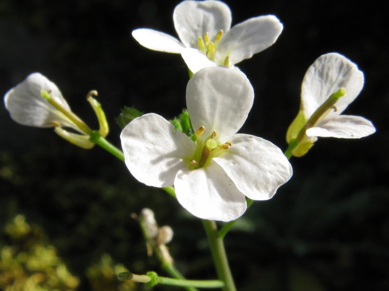 Резушка Таля (Arabidopsis thaliana)