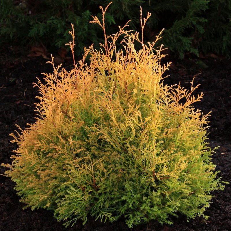 Thuja occidentalis Rheingold