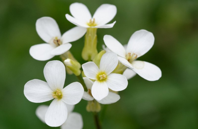 Резушка Таля (Arabidopsis thaliana)