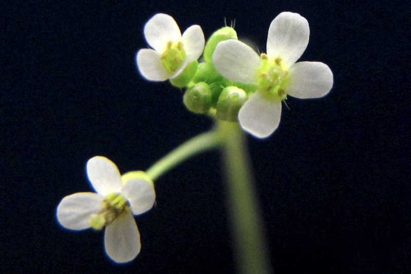 Резушка Таля (Arabidopsis thaliana)