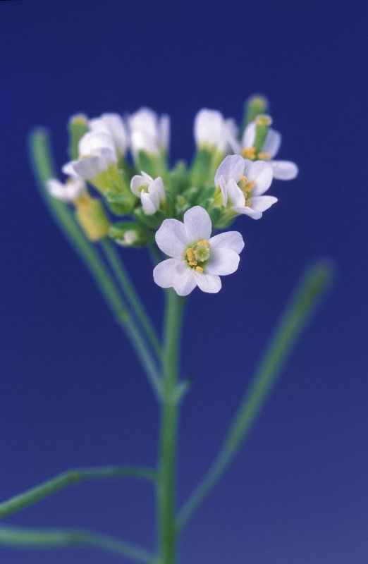 Резушка Таля (Arabidopsis thaliana)